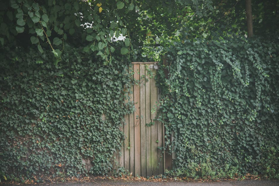 A garden scene featuring a narrow wooden garden door set within a tall, dense wall of ivy leaves. The ivy, a lush green with small, textured leaves, covers the entire wall and extends over the top. Th